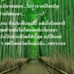 ดอกไผ่บาน